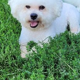 Bichon Frises from Anna's Bichon Frise