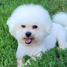 Bichon Frises from Anna's Bichon Frise