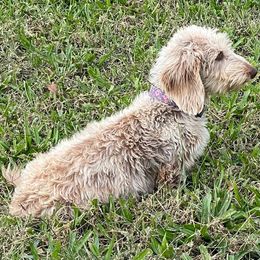Wookie - Dachshund