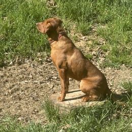 FUse - Labrador Retriever