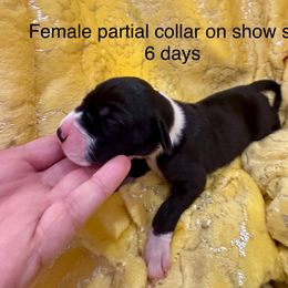 Girl 3 - female Great Dane puppy in Lake View, New York from North Park Great Danes