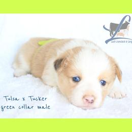 Green Male - White and red male Pembroke Welsh Corgi puppy in Wayne City, Illinois from Lash Livestock & Corgis