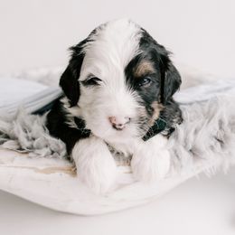 Bernedoodle and Goldendoodle Puppies from Rose canyon doodles