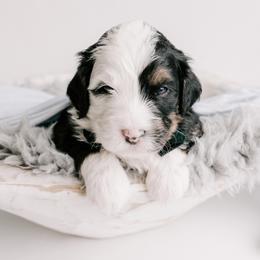 Bernedoodle and Goldendoodle Puppies from Rose canyon doodles