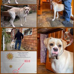 Boxer Puppies from Vincent's Pride Boxers ~ Dudley's Dream Boxers