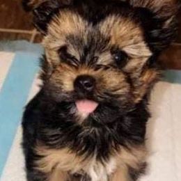 Yorkshire Terriers from Kirah Pups inc.