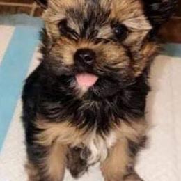 Yorkshire Terriers from Kirah Pups inc.