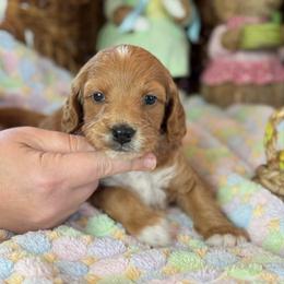 Keepsake - Red  female Goldendoodle puppy in Wharton, Texas from Little Fur Friends