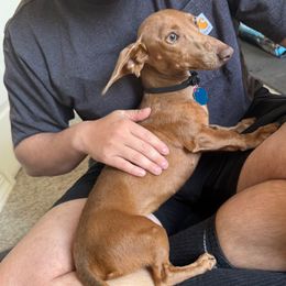 Beebs - Dapple female Dachshund puppy in El Paso, Texas from InnerVision K9 & Dachs