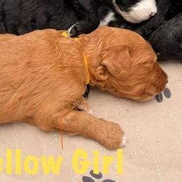 Girl 4 - Brown and white female Bernedoodle puppy in Moulton, Alabama from Triple W Doodles