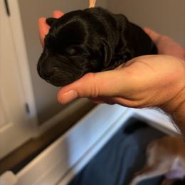 Pink female - Black female Labrador Retriever puppy in Talking Rock, Georgia from Bethel Woods Kennels
