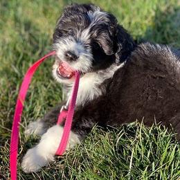 Aussiedoodle Puppies from Finney Ranch
