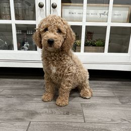 Grey - Apricot male Goldendoodle puppy in Bakersfield, California from Lavish Doodles