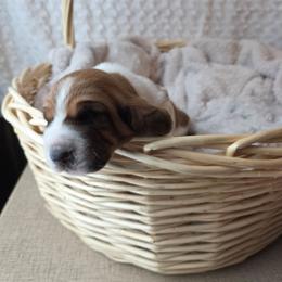 Willingness - Mahogany and white male Basset Hound puppy in Big Rapids, Michigan from Basket Hound Bassets