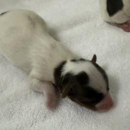Zulla AKC - Chocolate, tan and white female Yorkshire Terrier puppy in Labelle, Florida from Chocolate and Parti Yorkies in Florida