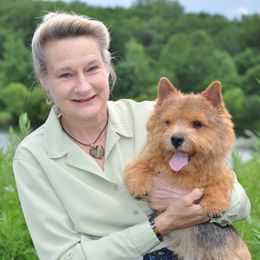 Labrador Retrievers and Norwich Terriers from Rockycreek