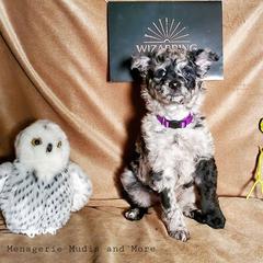 Mudi Puppies from Menagerie Mudis & More