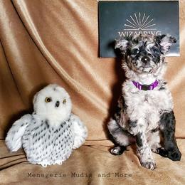 Mudi Puppies from Menagerie Mudis & More