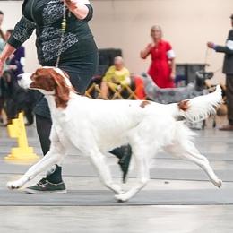 Irish Red and White Setter puppies from Waidman IRWS