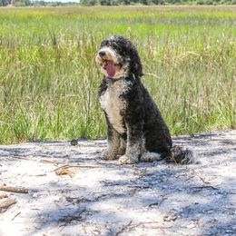 Bernedoodle, Goldendoodle, Sheepadoodle, and Aussiedoodle All Grown Up from Happy Top Doodles
