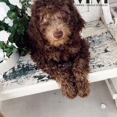 Double Doodle and Morkie Puppies from McCormack Morkies + Merle Doodles