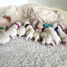 Female - Light golden female Golden Retriever puppy in Myakka City, Florida from MC Goldens