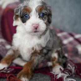 Denali - Merle female Bernedoodle puppy in Dundee, Ohio from Down Home Doodle