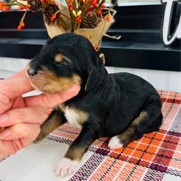 Boone - Phantom male Pyredoodle puppy in Bowling Green, Ohio from FDF Pyredoodles & Bernedoodles