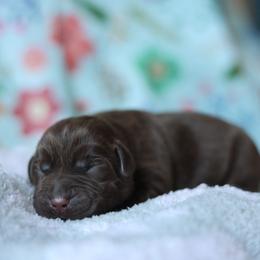 Honey - Chocolate female Labrador Retriever puppy in Williamston, South Carolina from Dutton Dog Co & Dalla Grazia Doberman