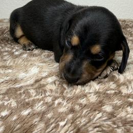 Male 2 - Black and tan male Dachshund puppy in El Campo, Texas from Creamer Creek Kennel