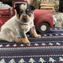 Queen Girl 1 - Blue speckled female Australian Cattle Dog puppy in Monroe, Louisiana from The Sweet Kennels