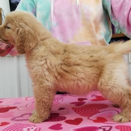 Golden Retriever Puppies from SUN-GOLDEN KENNELS