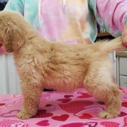 Golden Retriever Puppies from SUN-GOLDEN KENNELS