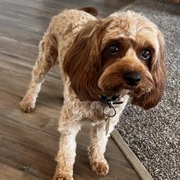 Ginger - Cavapoo