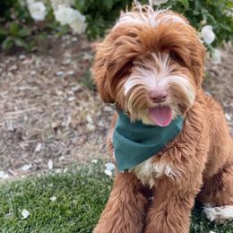 Australian Labradoodle and Labradoodle Puppies from Doodles_Ko