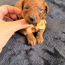 Alexander - Red  male Poodle puppy in Miami, Florida from Sakura Poodles