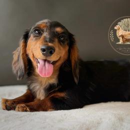 Lottie - Dapple female Dachshund puppy in Lumber City, Georgia from Willow Run LLC