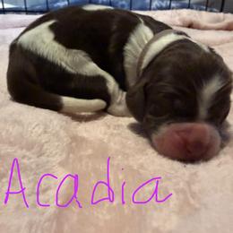 Acadia - Liver white and roan female English Springer Spaniel puppy in Pensacola, Florida from LeichtHouse Kennel
