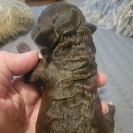 Cocoa - Brown female Poodle puppy in Arkansas from Harper's Pups