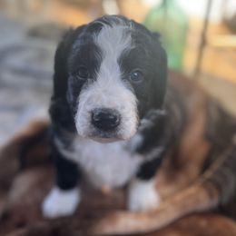 Bernedoodle Puppies from East Coast Bernedoodles