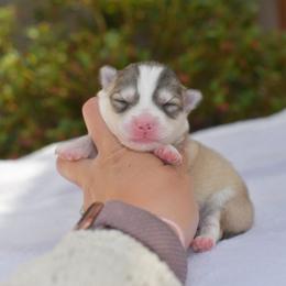 Kyree - Silver and white female Pomsky puppy in Coos Bay, Oregon from Ocean View Pomskies