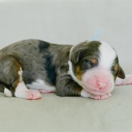 Boy 5 - Merle male Bernedoodle puppy in Spanish Fork, Utah from K Brand Doodles