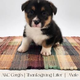 Biscuit - Black and tan male Pembroke Welsh Corgi puppy in Pine Village, Indiana from NL Horsemanship