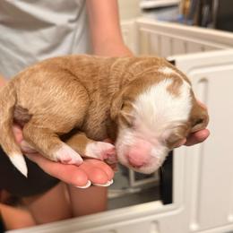 Azalea - Red female Bernedoodle puppy in Irmo, South Carolina from Palmetto Bernedoodles Boutique