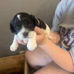 Marvin - Black and white male Cockapoo puppy in Wellington, Kansas from Brian’s Puppies