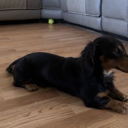 Ranger - Dachshund