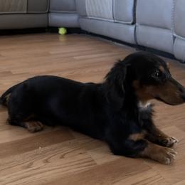Ranger - Dachshund