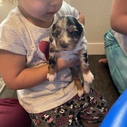 Miniature Australian Shepherd Puppies from Mini Pups of Poppleton