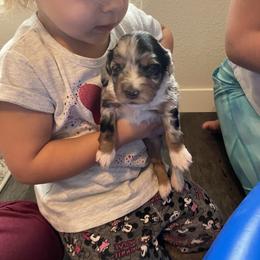 Miniature Australian Shepherd Puppies from Mini Pups of Poppleton