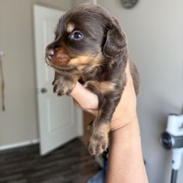 Dachshund Puppies from TG Dachshunds